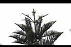 小葉南洋杉-葉形01.JPG