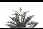 小葉南洋杉-葉形02.JPG