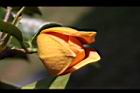 山刺番荔枝-花09.jpg