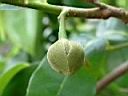 山刺番荔枝-花苞1.JPG