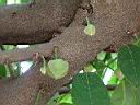 山刺番荔枝-花苞2.JPG