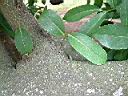 山刺番荔枝-莖1.JPG