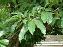 山刺番荔枝-葉1.JPG