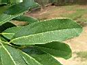 山刺番荔枝-葉3.JPG