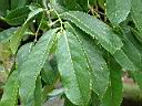 山刺番荔枝-葉5.JPG