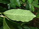 山刺番荔枝-葉8.JPG