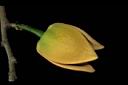 山刺番荔枝-花00.JPG