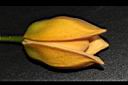 山刺番荔枝-花05.JPG