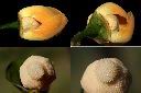 山刺番荔枝-花蕊1.jpg