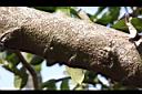 山刺番荔枝-莖.jpg