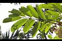 山刺番荔枝-葉序00.jpg