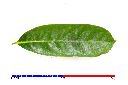 山刺番荔枝-葉正00.JPG