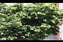 山刺番荔枝06.JPG