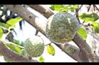 山刺番荔枝-實08.jpg