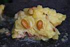 山刺番荔枝-果肉4.jpg