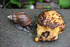 山刺番荔枝-果肉7.jpg