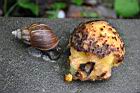 山刺番荔枝-果肉8.jpg