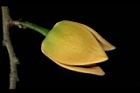 山刺番荔枝-花01.JPG