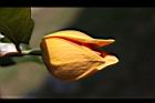 山刺番荔枝-花09.jpg