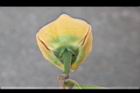山刺番荔枝-花11.jpg