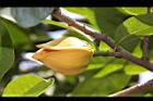 山刺番荔枝-花15.jpg