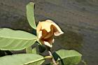 山刺番荔枝-花19.jpg