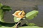 山刺番荔枝-花21.jpg