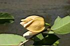 山刺番荔枝-花22.jpg