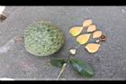 山刺番荔枝-花實.jpg