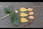 山刺番荔枝-花瓣07.jpg