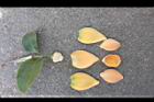 山刺番荔枝-花瓣10.jpg