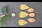 山刺番荔枝-花瓣11.jpg