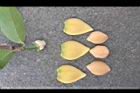 山刺番荔枝-花瓣12.jpg