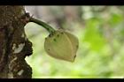 山刺番荔枝-花苞00.JPG