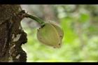 山刺番荔枝-花苞01.JPG