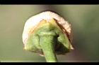 山刺番荔枝-花萼0.jpg
