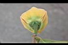 山刺番荔枝-花萼1.jpg