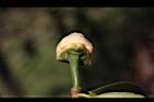 山刺番荔枝-花萼3.jpg