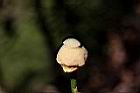 山刺番荔枝-花蕊1.jpg