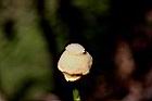 山刺番荔枝-花蕊2.jpg