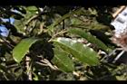 山刺番荔枝-葉04.jpg