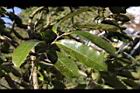 山刺番荔枝-葉05.jpg