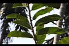 山刺番荔枝-葉序2.jpg