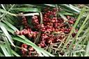 山棕-紅實0.JPG