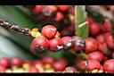 山棕-紅實4.JPG