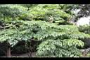 山菜豆-葉03.jpg