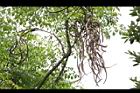 山菜豆-實16.JPG
