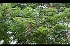 山菜豆-實19.jpg