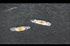 山菜豆-種子19.JPG