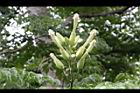 山菜豆-花01.jpg